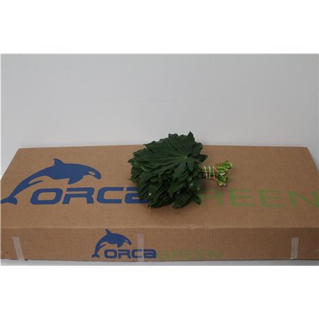 Aralija 25cm (p. bunch) c162