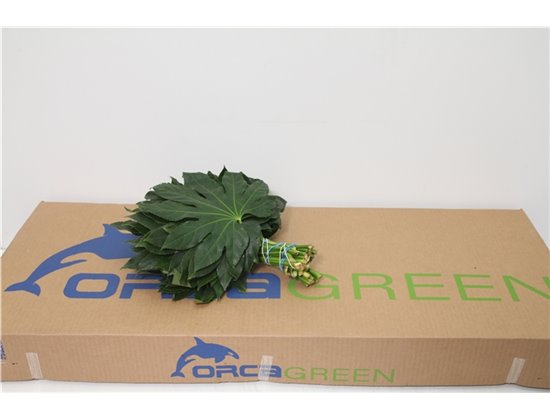 Aralija 30cm (p. bunch) c164