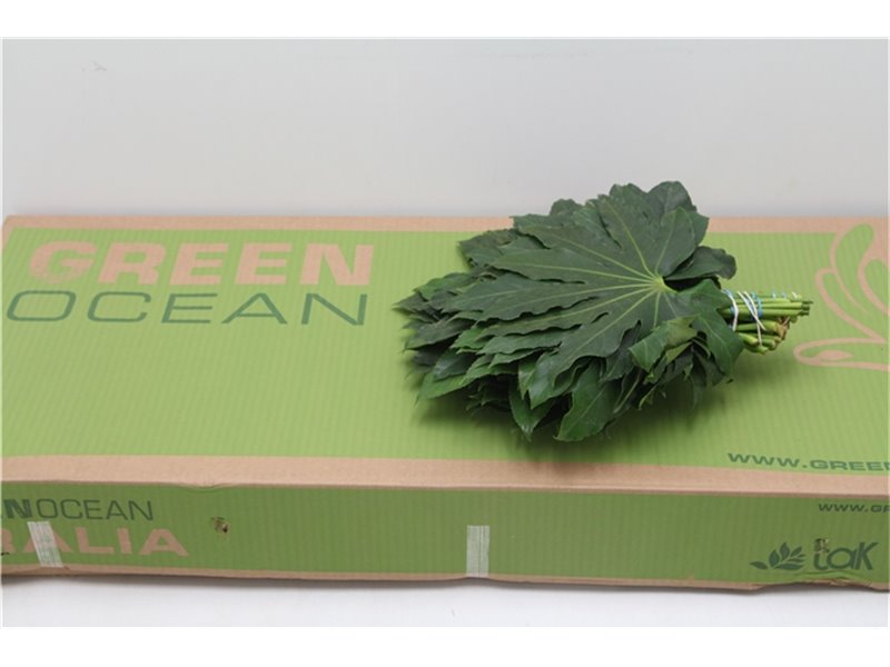 Aralija 30cm (p. bunch) c165