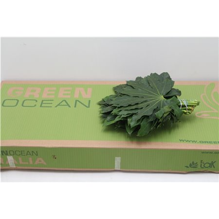 Aralija 30cm (p. bunch) c165