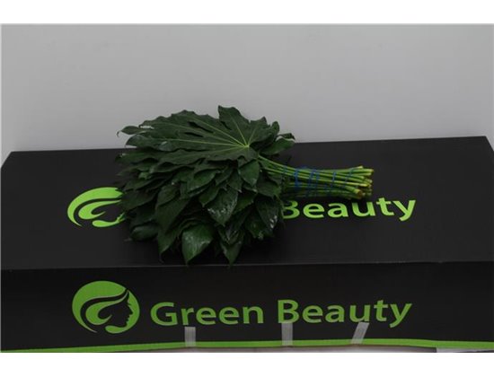 Aralija 40cm (p. bunch) c166