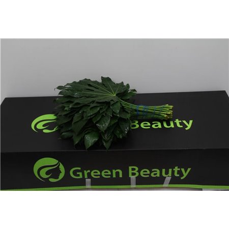 Aralija 40cm (p. bunch) c166