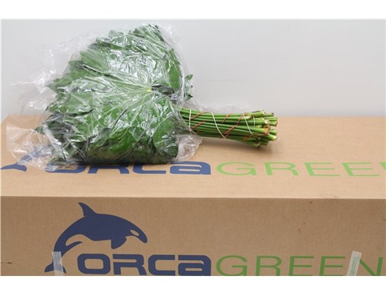 Aralija 50cm (p. bunch) c167