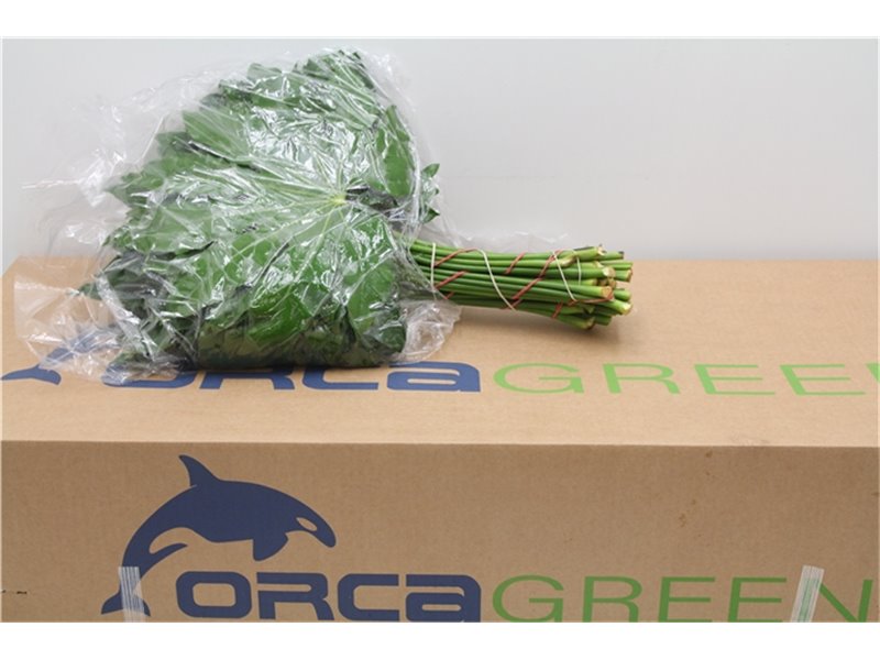 Aralija 50cm (p. bunch) c167