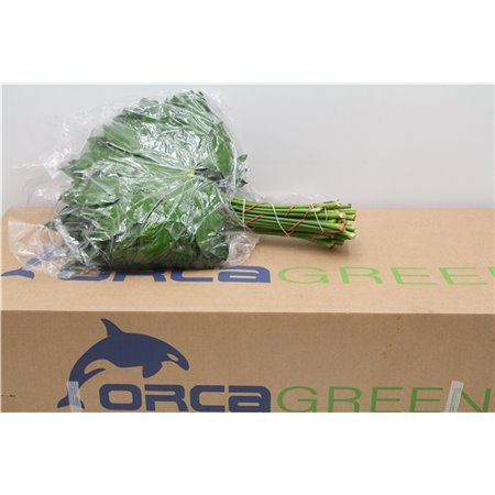 Aralija 50cm (p. bunch) c167