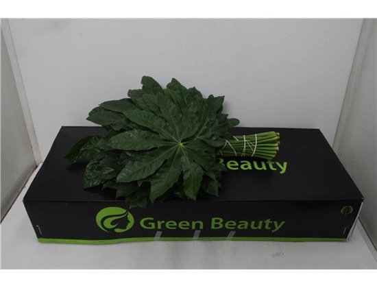 Aralija 60cm (p. bunch) c168