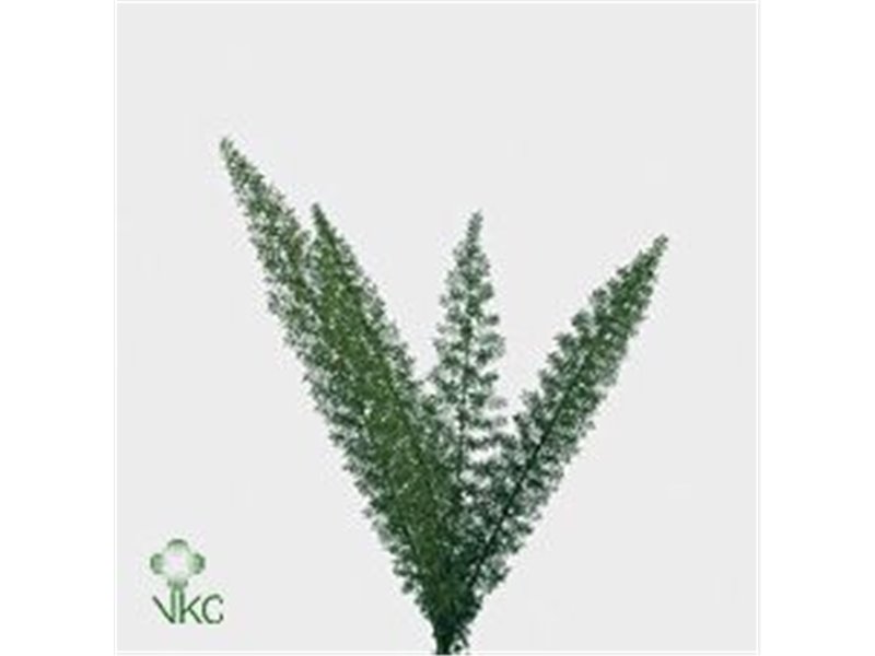 Asparagus Dens Myers c174