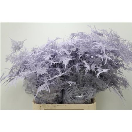 Asparagus Falcatus c184