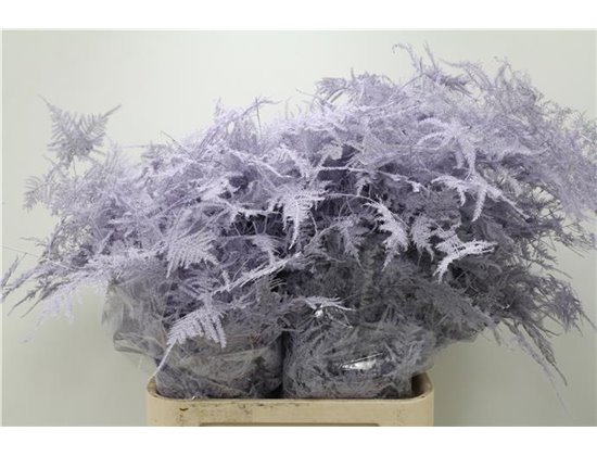 Asparagus Long Milka c185