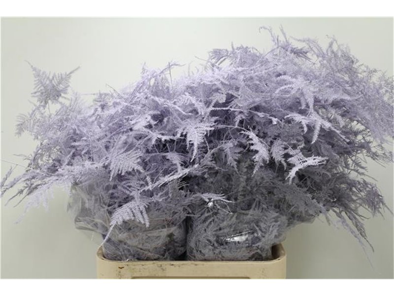 Asparagus Long Milka c185