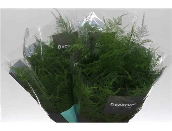 Asparagus Setac Eerste feathers c187