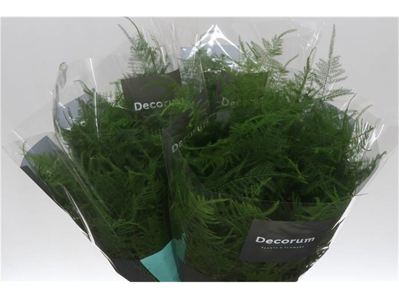 Asparagus Setac Eerste feathers c187