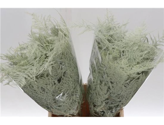 Asparagus Short Creme c193