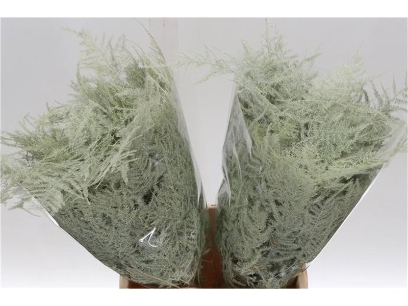 Asparagus Short Creme c193