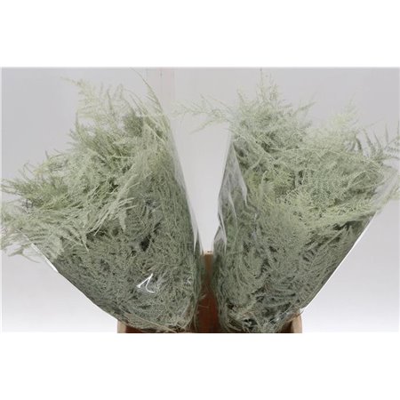 Asparagus Short Creme c193