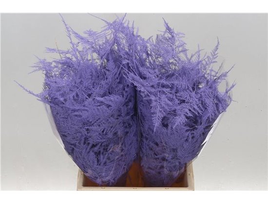 Asparagus Short Pale Milka c195