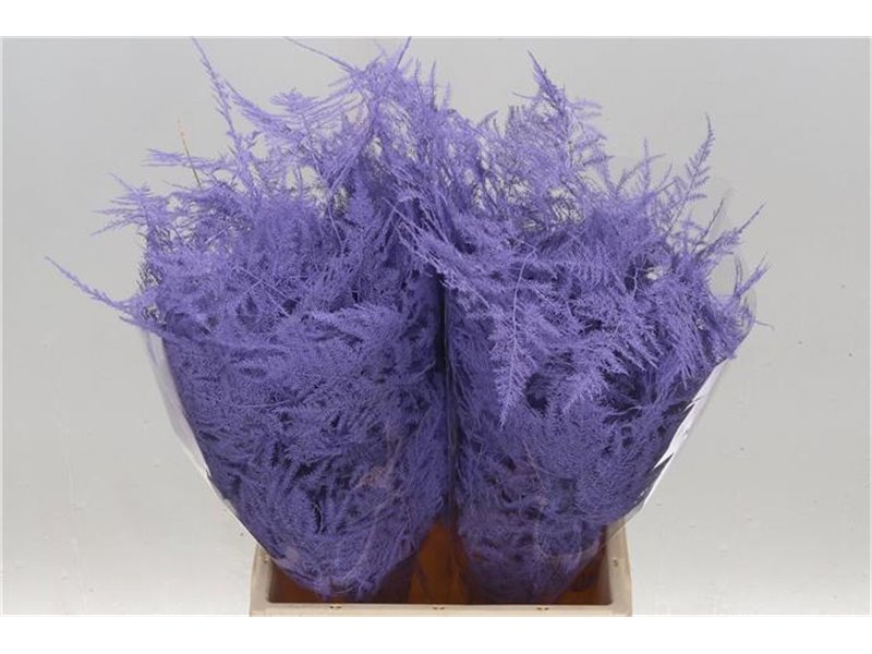 Asparagus Short Pale Milka c195