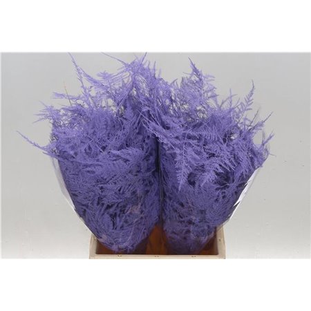 Asparagus Short Pale Milka c195