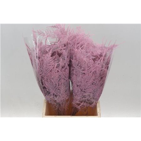 Asparagus Short Pale Pink c197