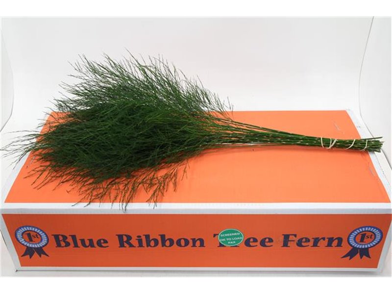 Asparagus Treefern x30 (p. bunch) c199