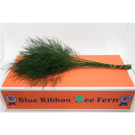 Asparagus Treefern x30 (p. bunch) c199