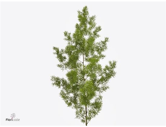 Asparagus Umbellatus c201