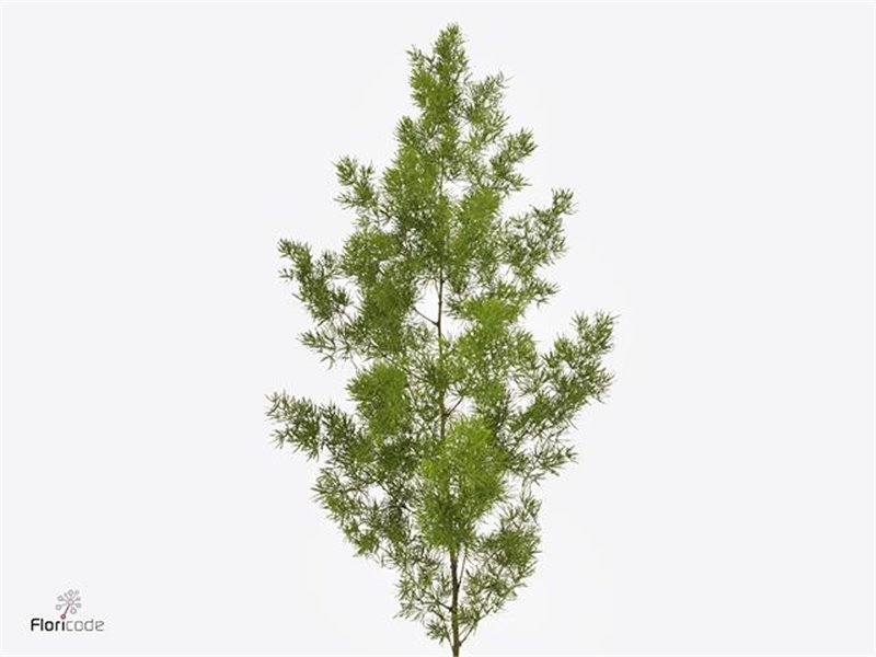 Asparagus Umbellatus c201