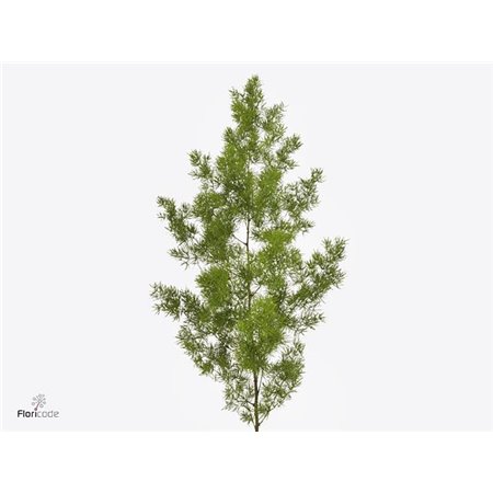 Asparagus Umbellatus c202