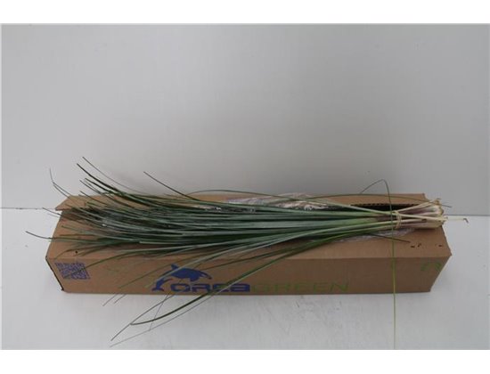 Beargras x20 (p. bunch) c238