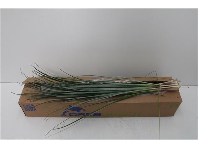 Beargras x20 (p. bunch) c238