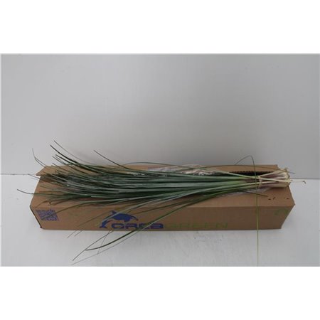 Beargras x20 (p. bunch) c238