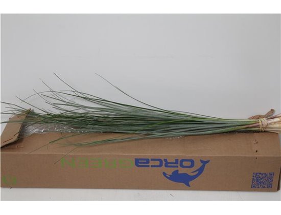 Beargras x20 (p. bunch) c239