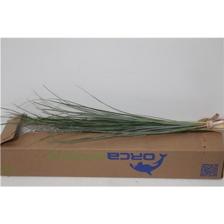 Beargras x20 (p. bunch) c239