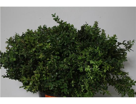 Buvardija Single Roy Roza c261