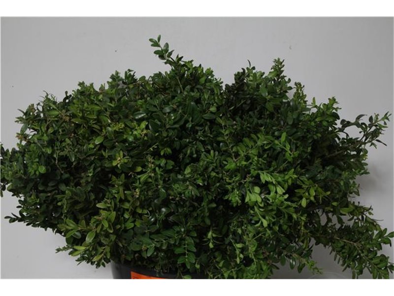 Buvardija Single Roy Roza c261