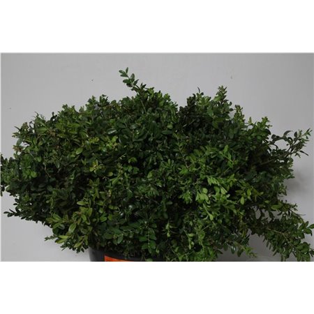 Buvardija Single Roy Roza c261