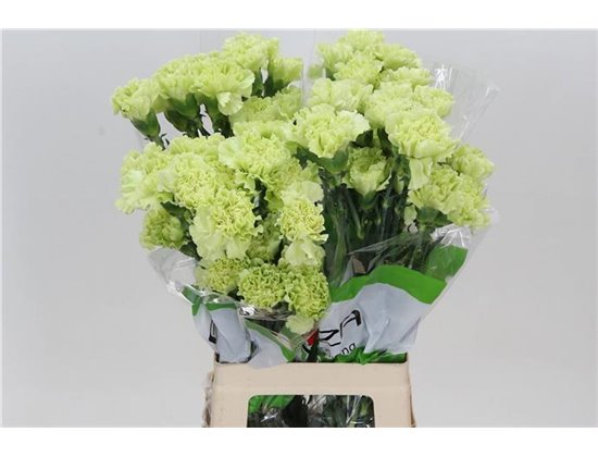 Nagelj Funza Long Antigua c297