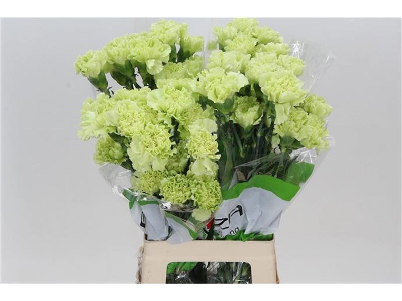 Nagelj Funza Long Antigua c297