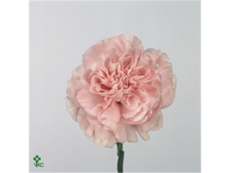 Nagelj Funza Long Emerald Green c298