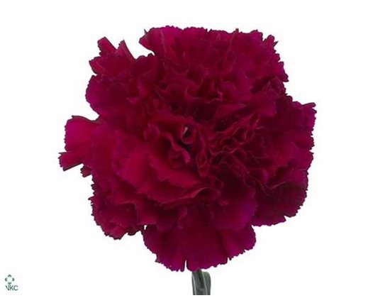 Nagelj Funza Long Golem c300