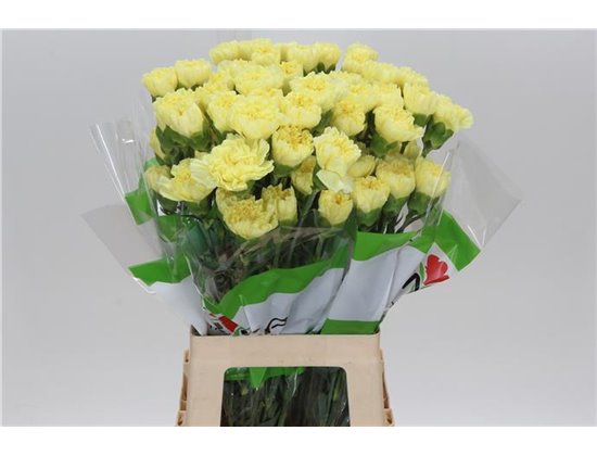 Nagelj Funza Long Hermes Yellow c302