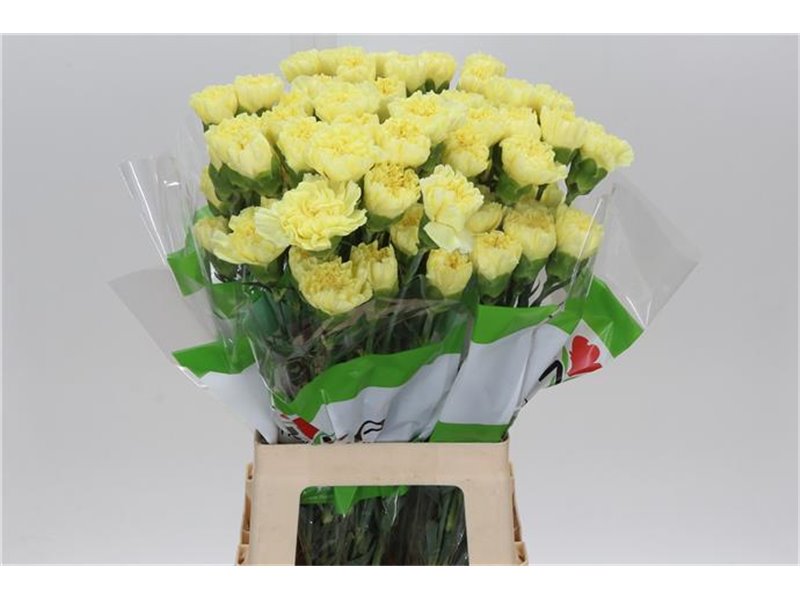 Nagelj Funza Long Iliad Yellow c303