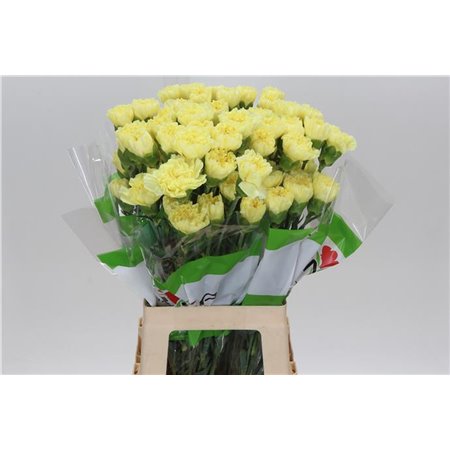 Nagelj Funza Long Iliad Yellow c303