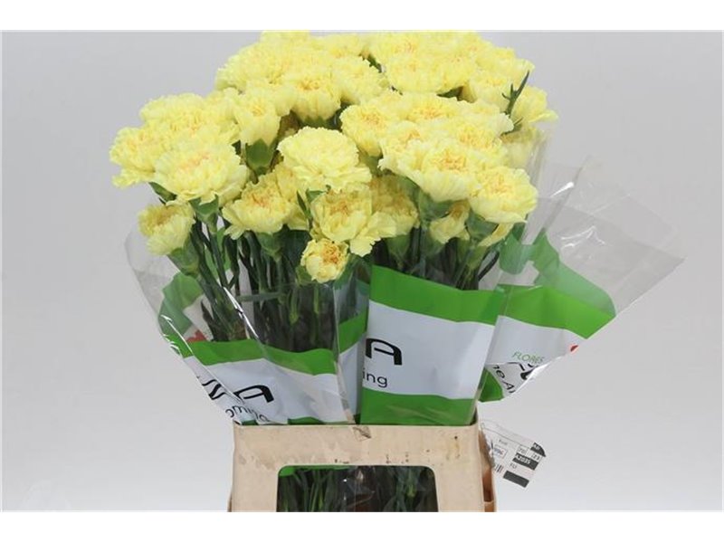 Nagelj Funza Long Iliad Yellow c304