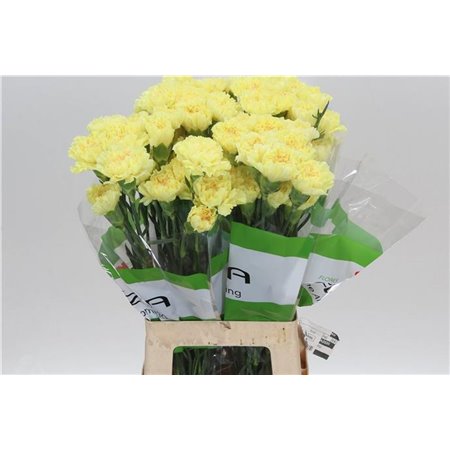 Nagelj Funza Long Iliad Yellow c304