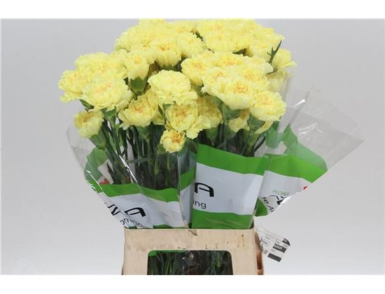 Nagelj Funza Long Illiad Yellow c305