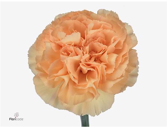 Nagelj Funza Long Mandarin c306