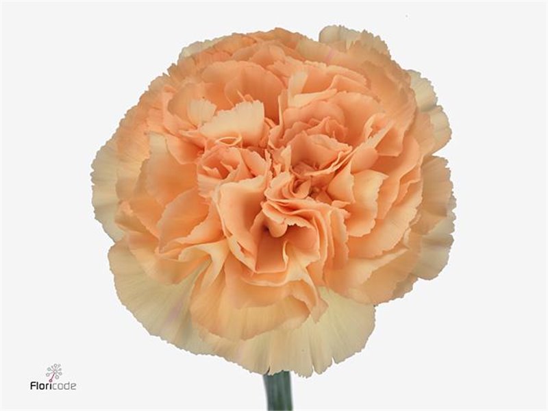 Nagelj Funza Long Mandarin c306