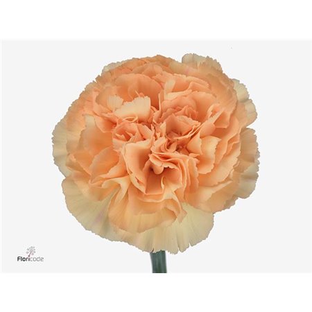 Nagelj Funza Long Mandarin c306