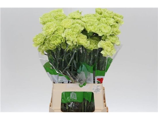 Nagelj Funza Long Marty c307